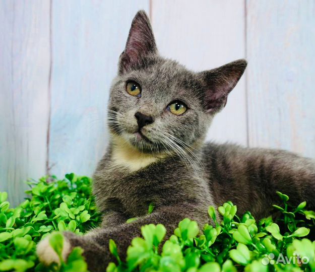 Котёнок мальчик ищет семью