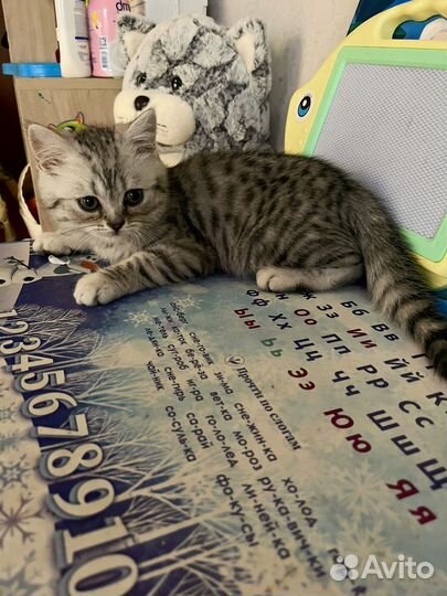 Шотландский прямоухий кот