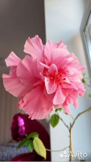 Гибискус нежно розовый