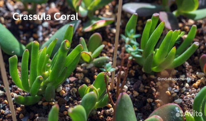 Красула корал