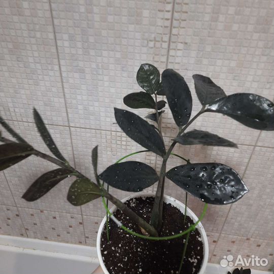 Замиокулькас черный Raven