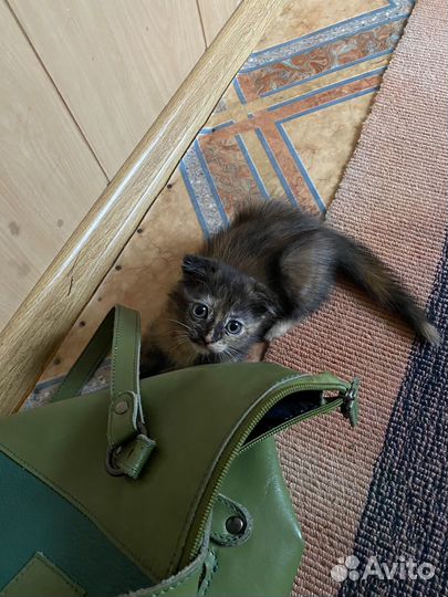 Отдам котят от шотландской кошки вислоухие