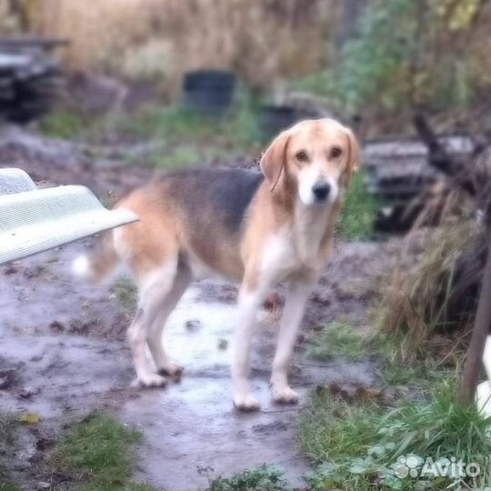 Русская борзая