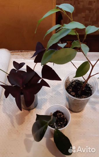 Разные комнатные цветы