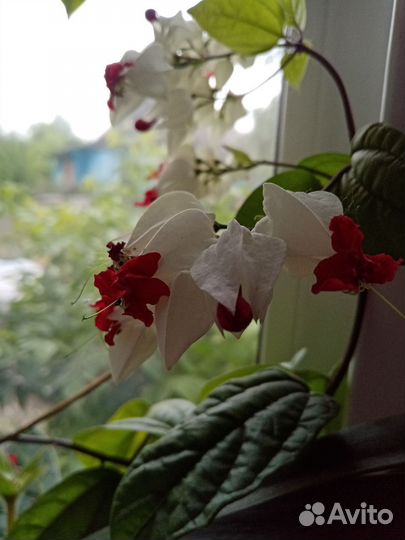 Клеродендрум томпсон
