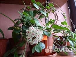 Хойя матильда