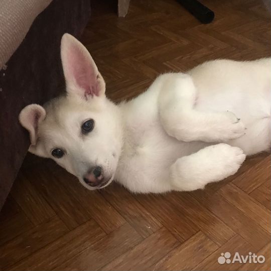 Щенок в добрые руки