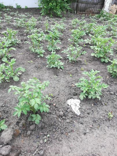 Дача 50 м² на участке 4,5 сот.