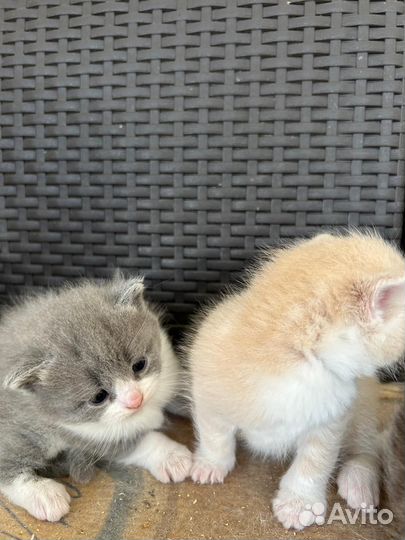 Кошка в дар бесплатно
