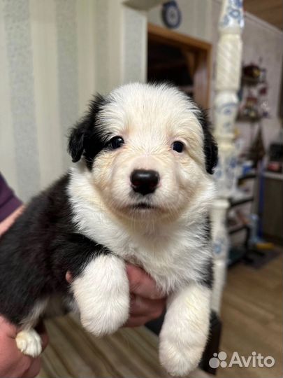 Щенок бордер-колли девочка