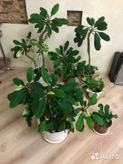 Комнатные цветы