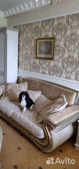 Вязка Кавалер кинг чарльз спаниель