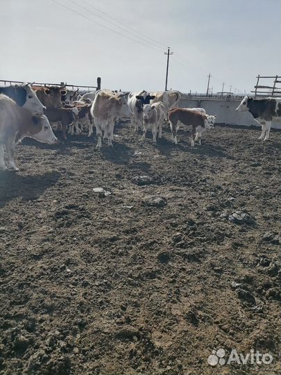 Корова телята и бычки