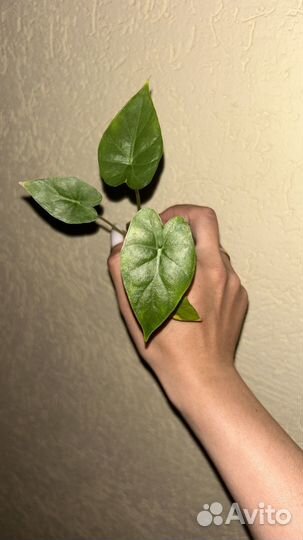 Монстера альба, алоказия, филодендрон