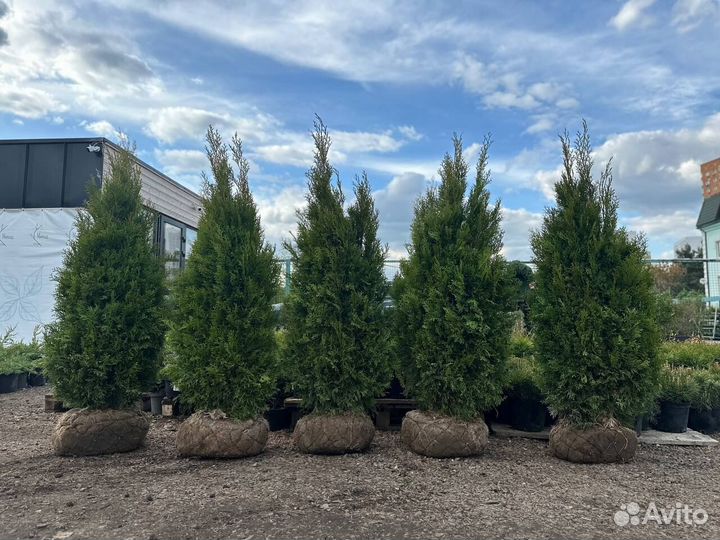 Туя Смарагд, Брабант, Даника