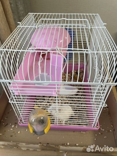 Джунгарский хомяк белый