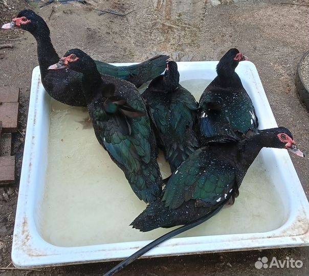 Утята индоутки