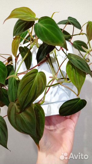 Филодендрон / эпипремнум