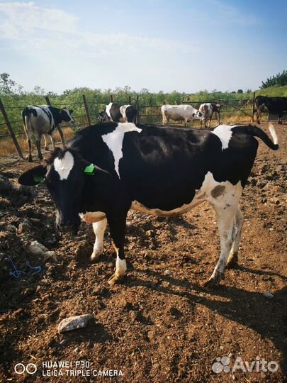Коровы и Нетели от племенных коров голштинской