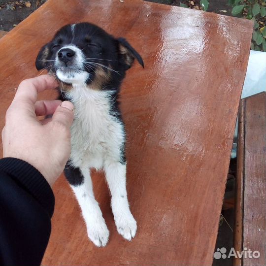 Продам щенка Лайки