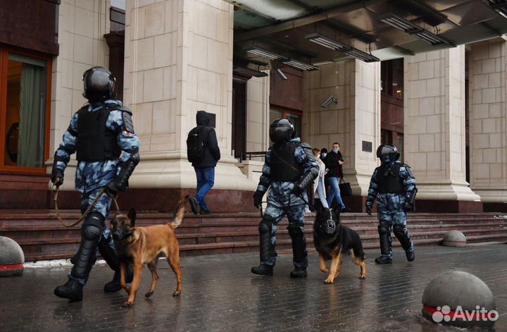 Кинолог с выездом дрессировка собак