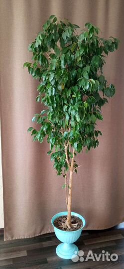 Фикус бенджамина большой