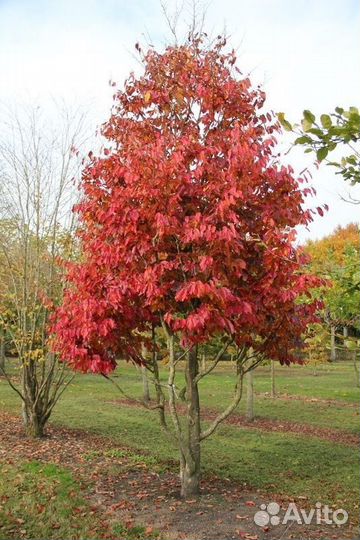 Парротия персидская, семена