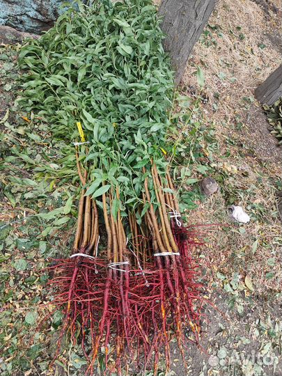 Саженцы плодовых оптом