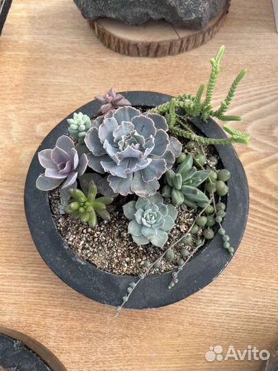 Композиция с суккулентами