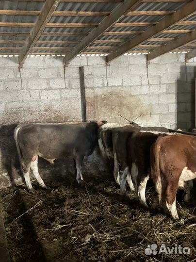 Бычки Герефорд Симентал Ангус Швиц