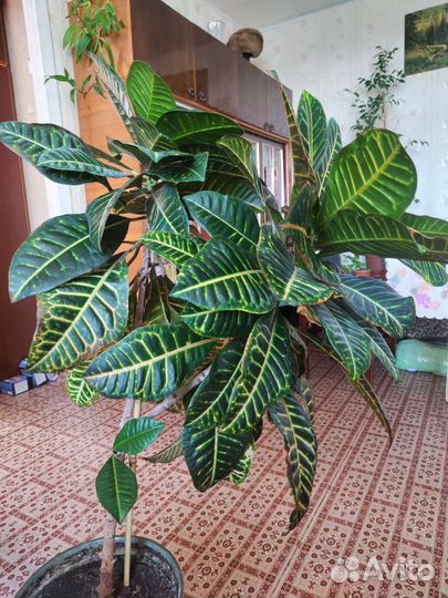 Кодиеум кротон, есть разные + малыши