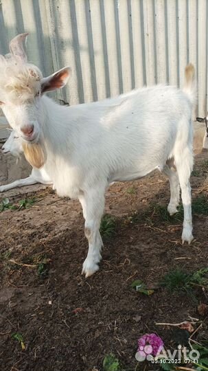 Козел зааненский