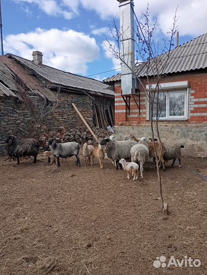 Баран овцы катумские