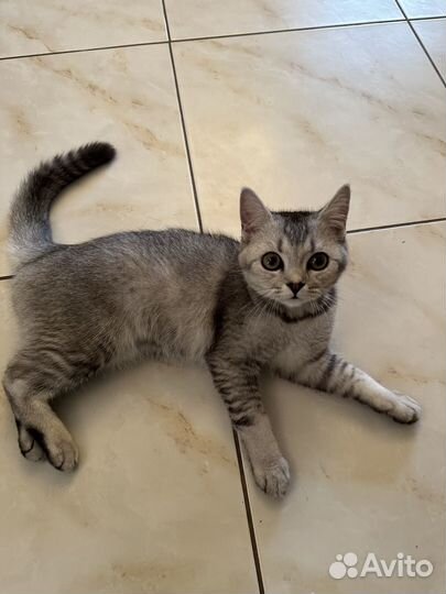 Британская кошка