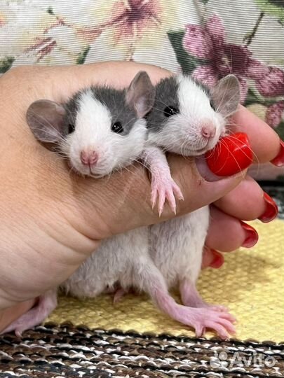 Крысята дамбо рекс хаски