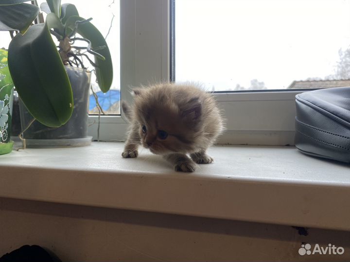 Шотландские вислоухие котята рыжие