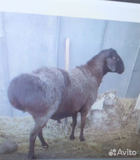 Баран курдючный