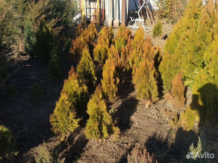 Туя аурея нана