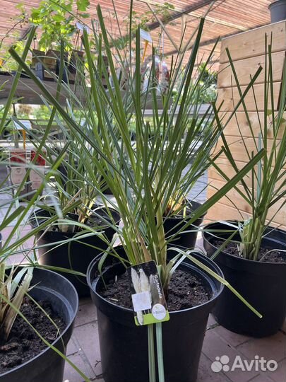 Кортадерия. Пампасная трава. Ковыль. Стипа