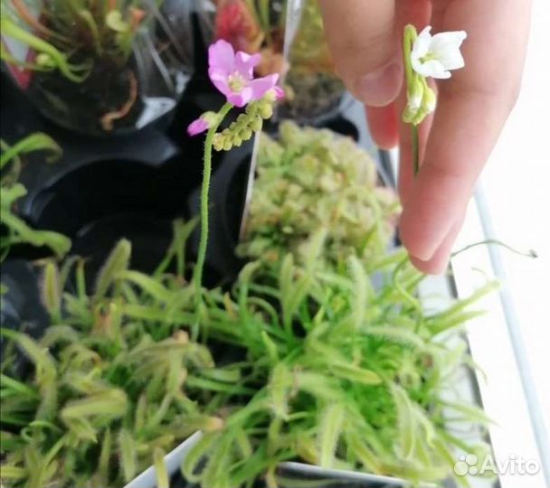 Росянки в ассортименте