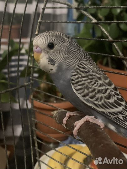 Попугай волнистик