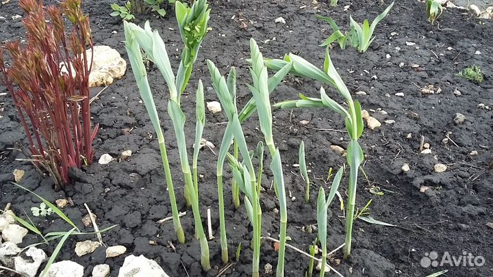 Купена многоцветковая