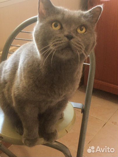 Британская кошка