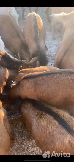 Коза нубийская козлята козочки