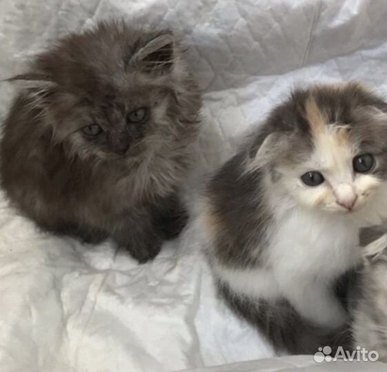 Котята 1,5-2 мес девочки