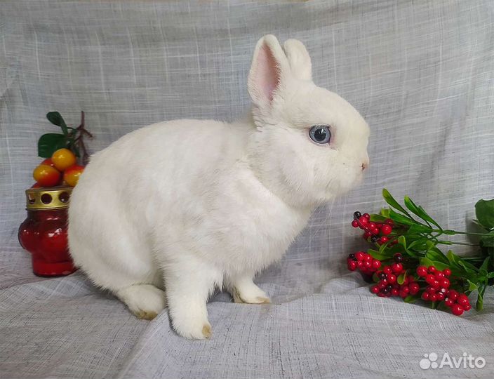 Декоративные кролики мини