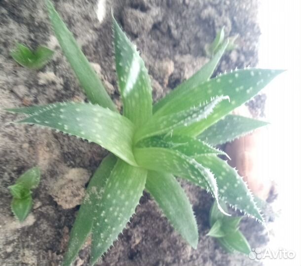 Продаётся алоэ, разные