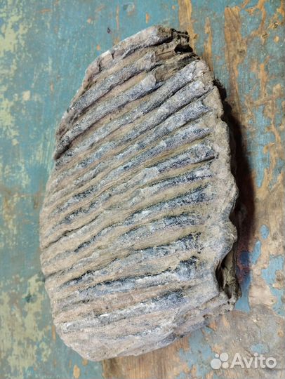 Зуб мамонта