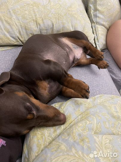 Кобель на вязку