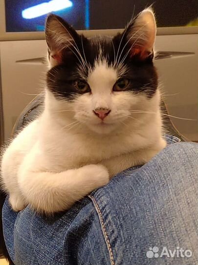 Кошечки в добрые руки